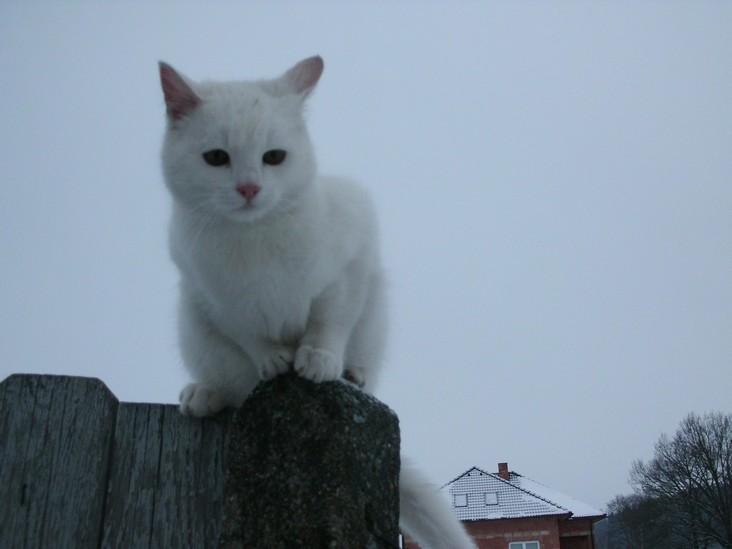 Zajíčkov